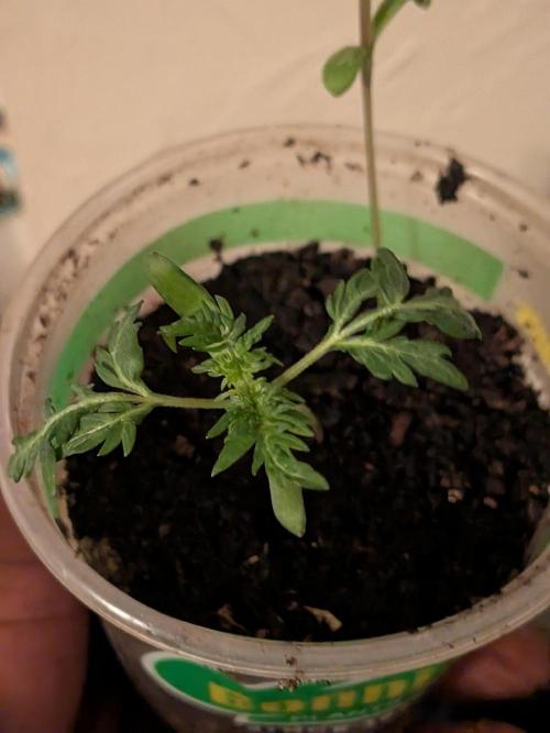 Khalifa Genetica Purple FreakShow. Week 4
