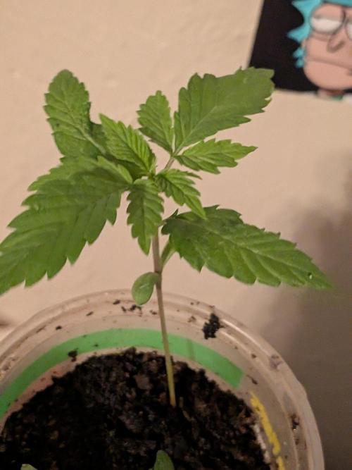 Khalifa Genetica Purple FreakShow. Week 4