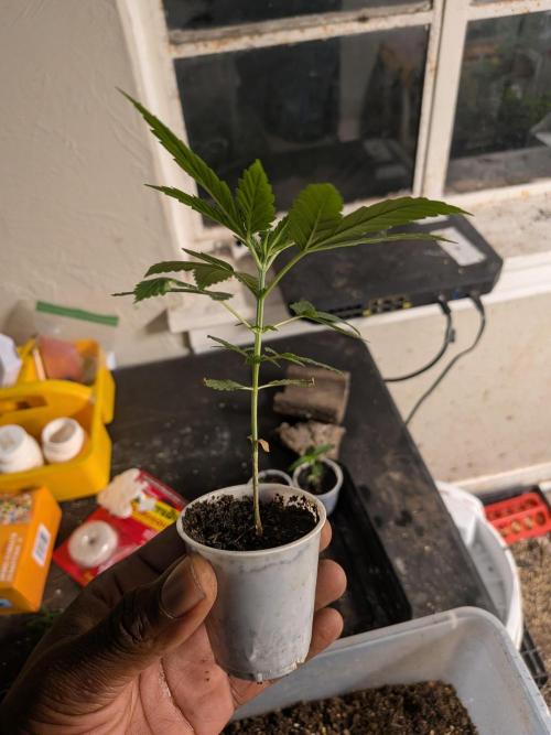 Mtzion Seed Cooperative Roger #1. Week 3
