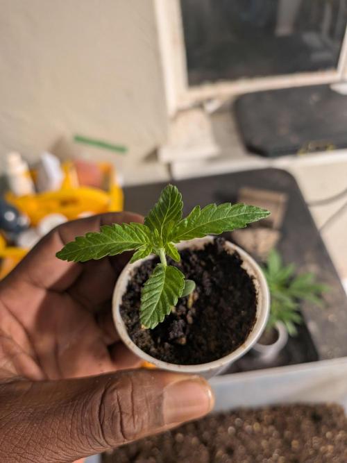 Mtzion Seed Cooperative Roger #1. Week 3