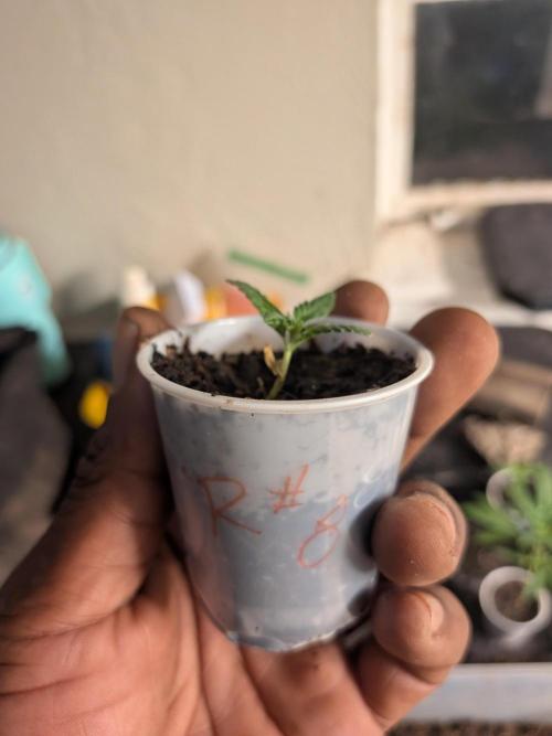 Mtzion Seed Cooperative Roger #1. Week 3