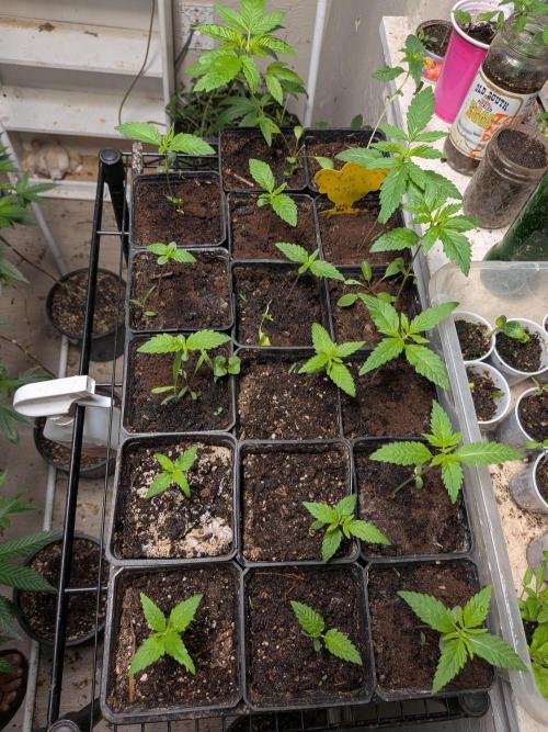 Mtzion Seed Cooperative Roger #1. Week 3