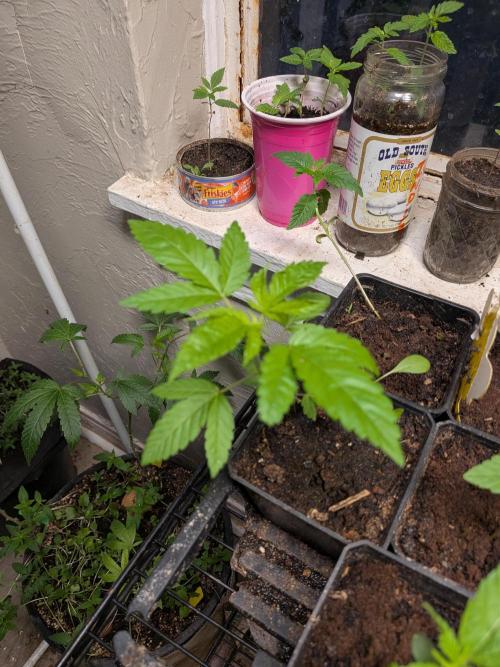 Mtzion Seed Cooperative Roger #1. Week 3