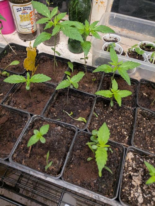 Mtzion Seed Cooperative Roger #1. Week 3