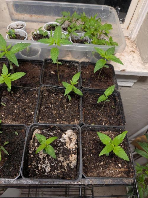 Mtzion Seed Cooperative Roger #1. Week 3