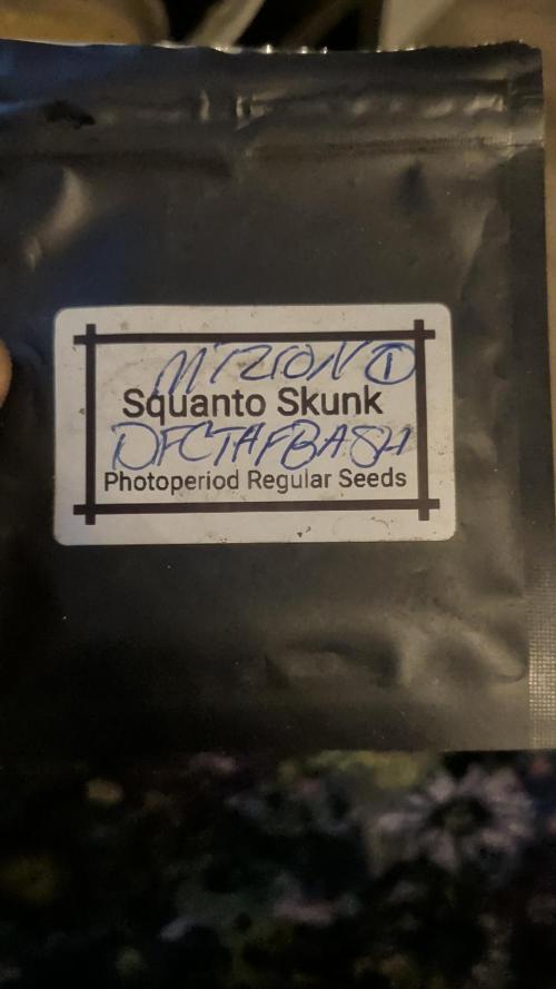 MtZion Seed Cooperative Squanto Skunk. Week 0