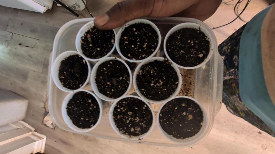 MtZion Seed Cooperative Squanto Skunk. Week 0