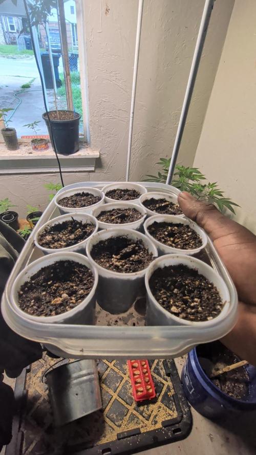 MtZion Seed Cooperative Squanto Skunk. Week 0