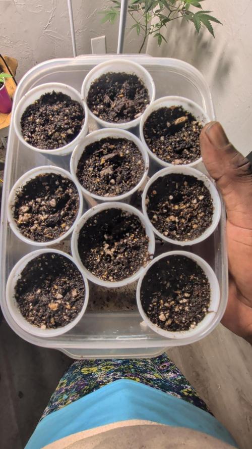 MtZion Seed Cooperative Squanto Skunk. Week 0