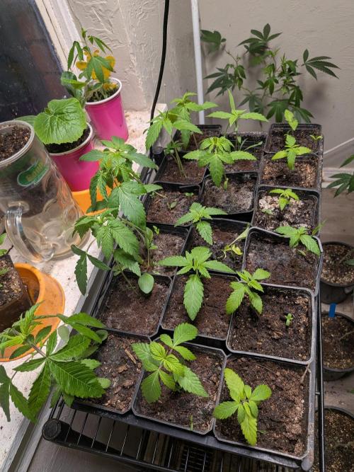 Mtzion Seed Cooperative Roger #1. Week 4