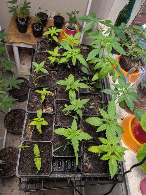 Mtzion Seed Cooperative Roger #1. Week 4