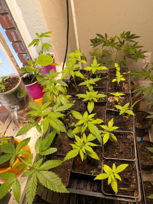 Mtzion Seed Cooperative Roger #1. Week 4