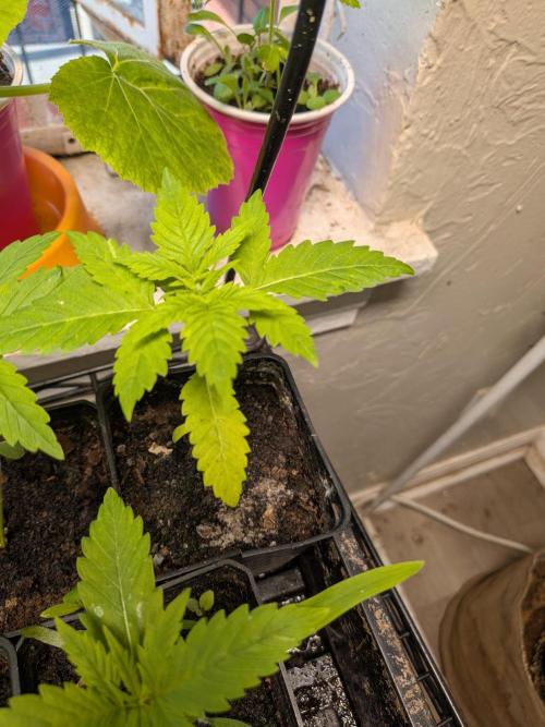 Mtzion Seed Cooperative Roger #1. Week 4