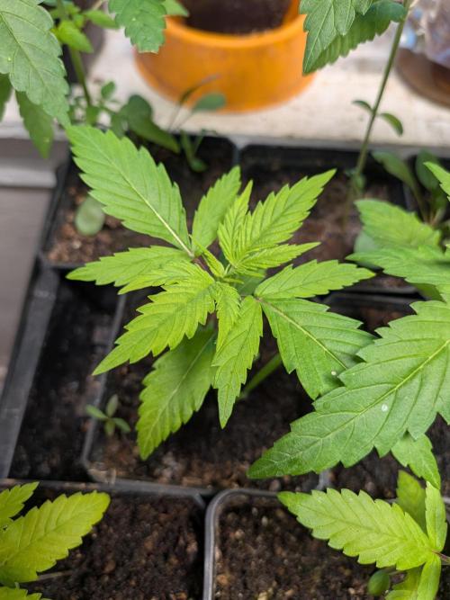Mtzion Seed Cooperative Roger #1. Week 4