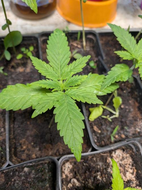 Mtzion Seed Cooperative Roger #1. Week 4