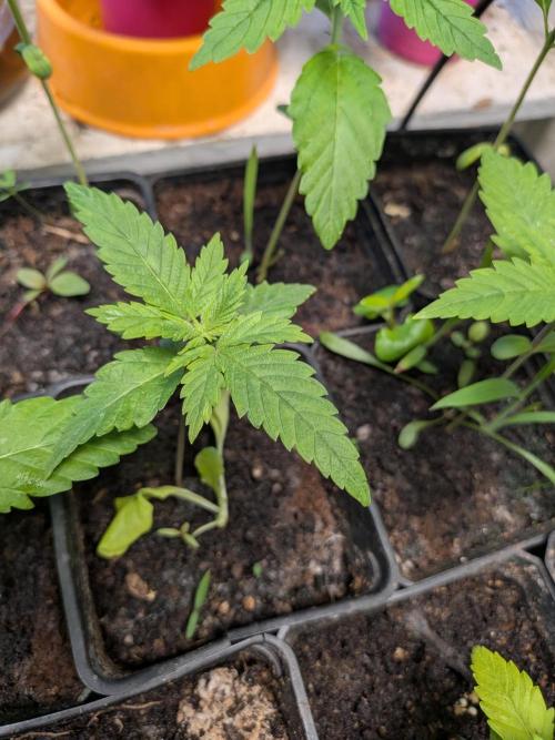 Mtzion Seed Cooperative Roger #1. Week 4