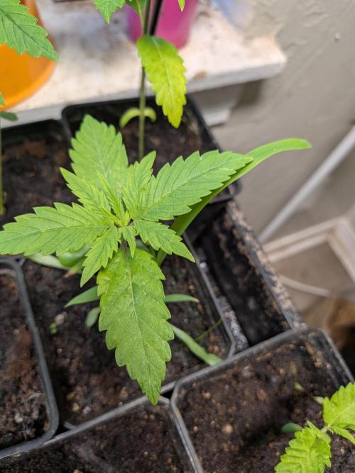 Mtzion Seed Cooperative Roger #1. Week 4