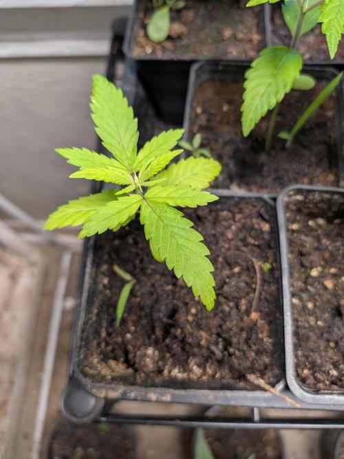 Mtzion Seed Cooperative Roger #1. Week 4