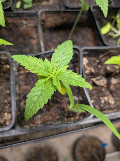 Mtzion Seed Cooperative Roger #1. Week 4