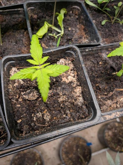 Mtzion Seed Cooperative Roger #1. Week 4