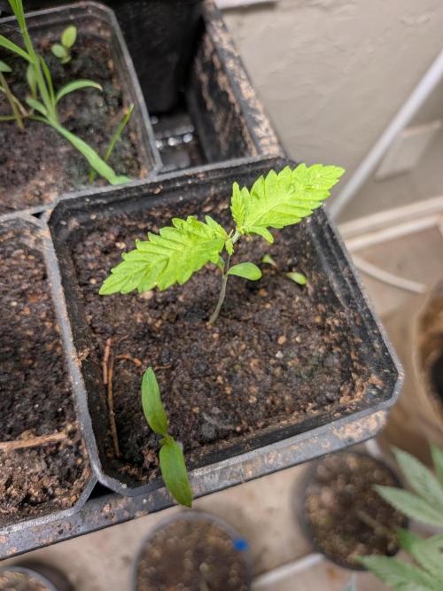 Mtzion Seed Cooperative Roger #1. Week 4