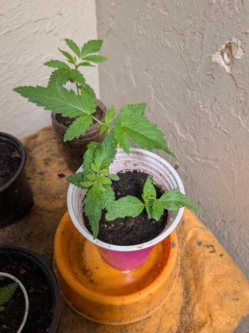 Mtzion Seed Cooperative Roger #1. Week 4