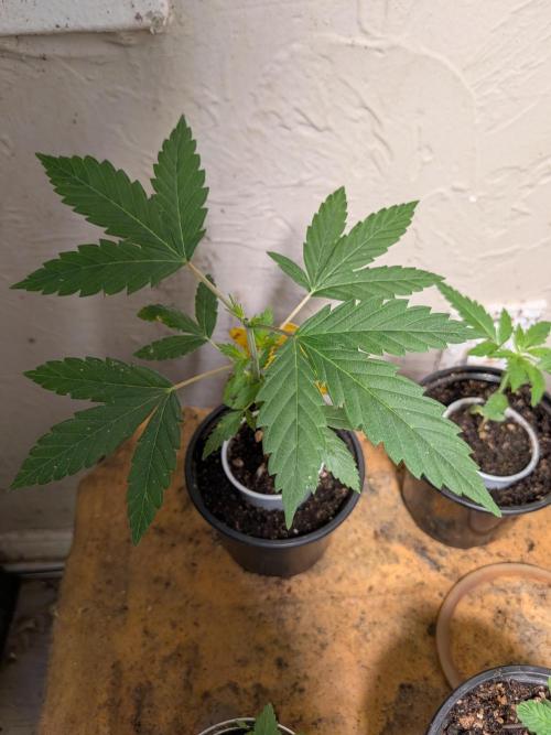 Mtzion Seed Cooperative Roger #1. Week 4