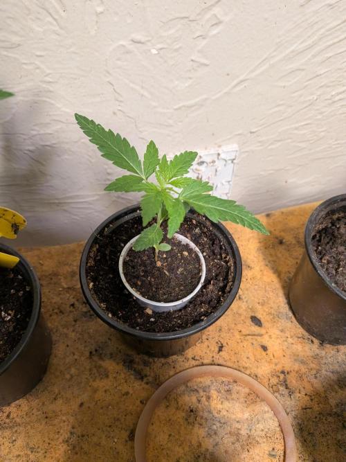 Mtzion Seed Cooperative Roger #1. Week 4
