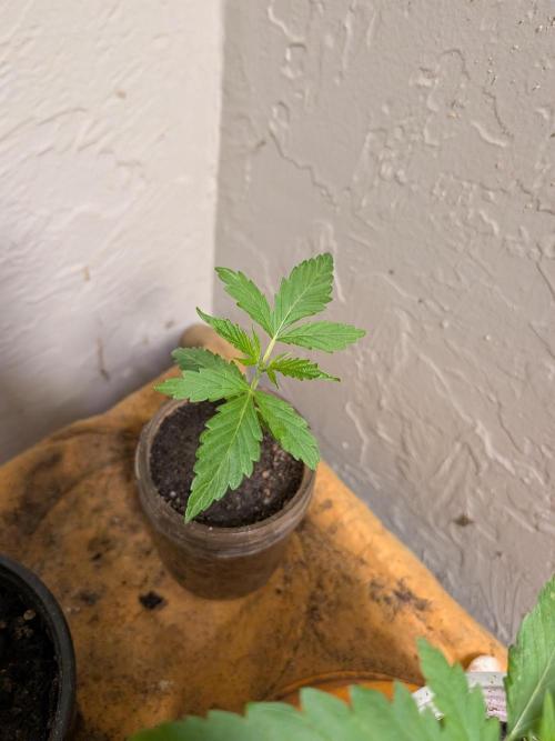Mtzion Seed Cooperative Roger #1. Week 4
