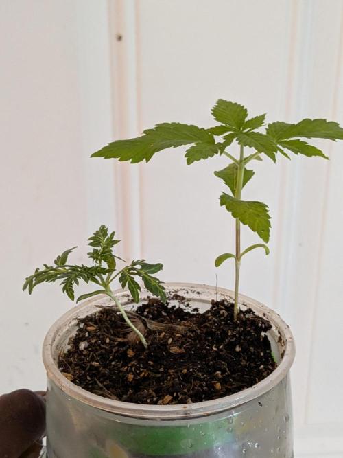 Khalifa Genetica Purple FreakShow. Week 5