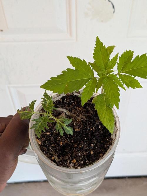 Khalifa Genetica Purple FreakShow. Week 5