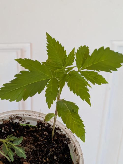 Khalifa Genetica Purple FreakShow. Week 5