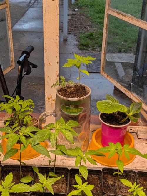 Khalifa Genetica Purple FreakShow. Week 5