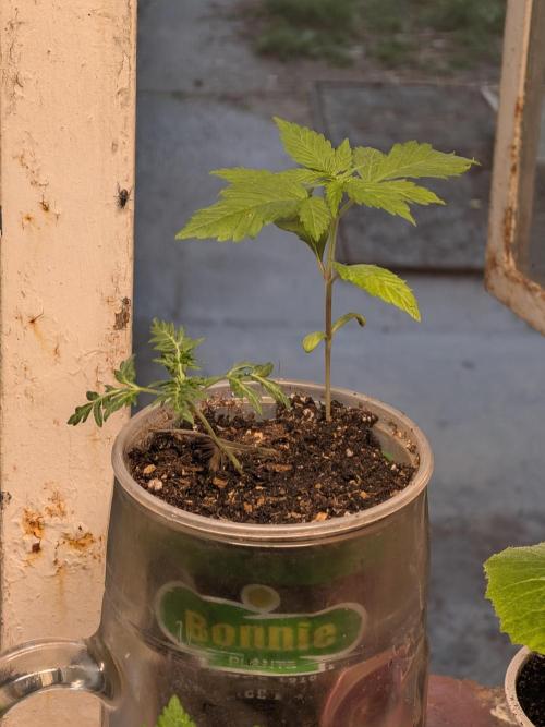 Khalifa Genetica Purple FreakShow. Week 5