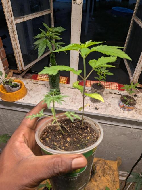 Khalifa Genetica Purple FreakShow. Week 5