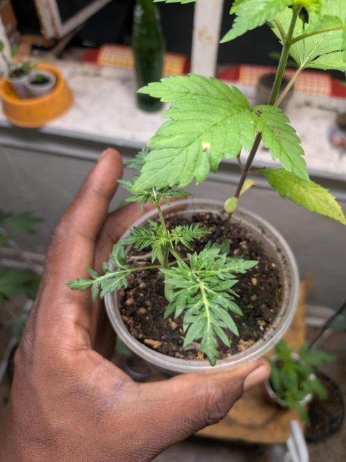 Khalifa Genetica Purple FreakShow. Week 5