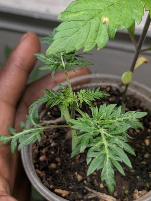 Khalifa Genetica Purple FreakShow. Week 5