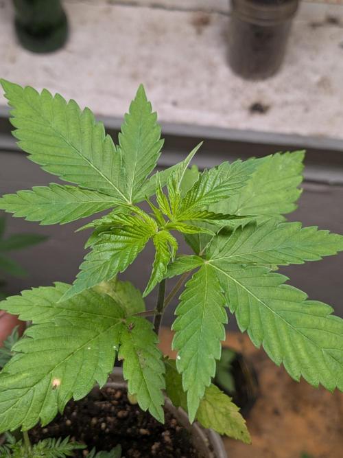 Khalifa Genetica Purple FreakShow. Week 5