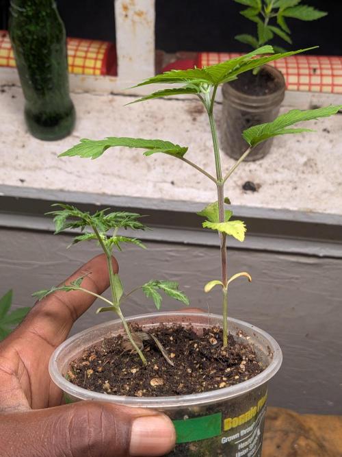 Khalifa Genetica Purple FreakShow. Week 5