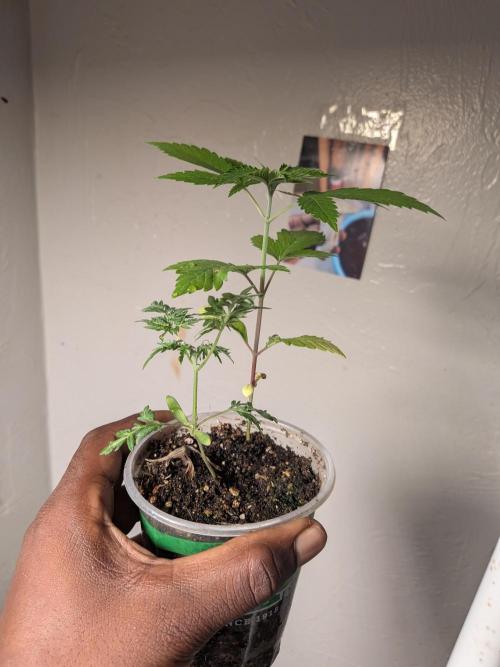 Khalifa Genetica Purple FreakShow. Week 5
