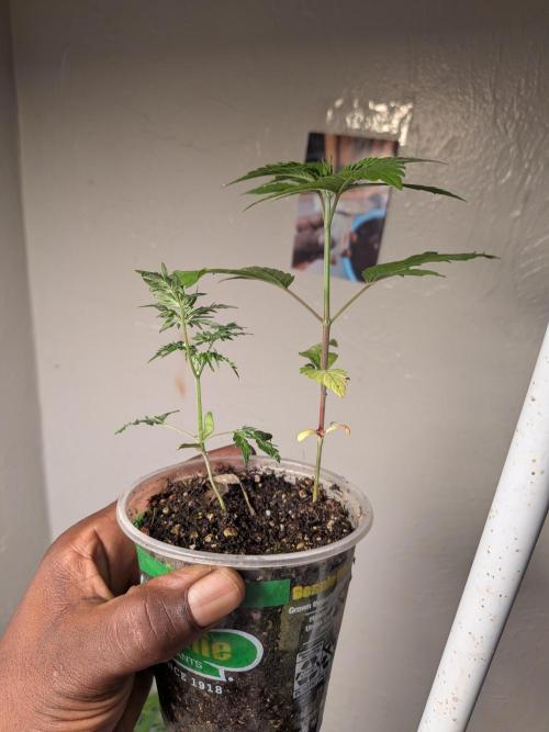 Khalifa Genetica Purple FreakShow. Week 5