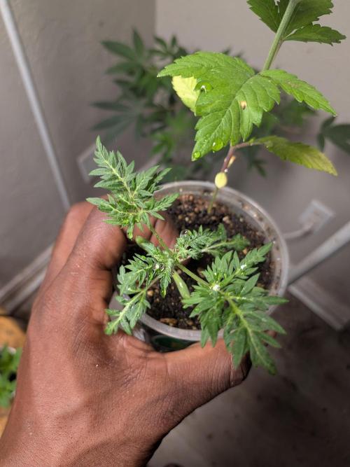 Khalifa Genetica Purple FreakShow. Week 5
