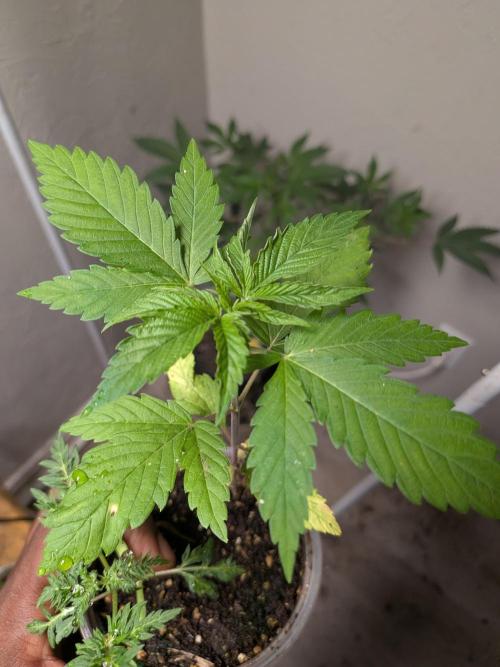 Khalifa Genetica Purple FreakShow. Week 5