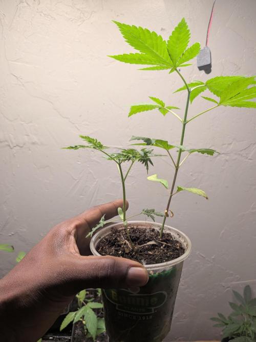 Khalifa Genetica Purple FreakShow. Week 6