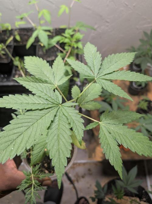 Khalifa Genetica Purple FreakShow. Week 6