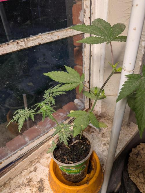 Khalifa Genetica Purple FreakShow. Week 7