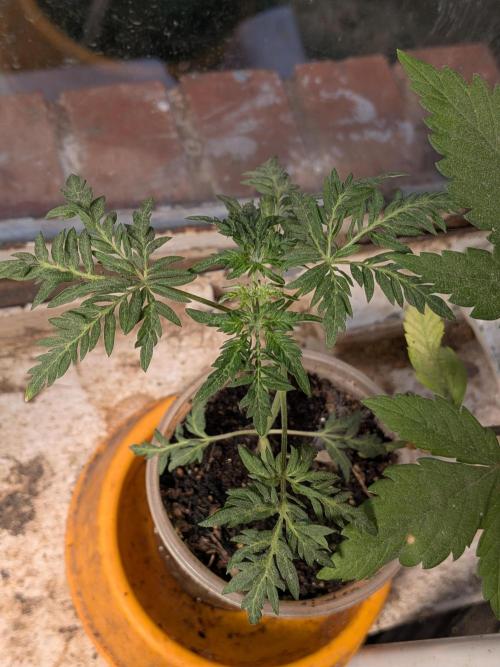 Khalifa Genetica Purple FreakShow. Week 7