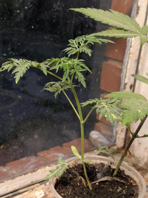 Khalifa Genetica Purple FreakShow. Week 7