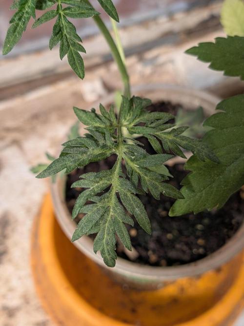 Khalifa Genetica Purple FreakShow. Week 7