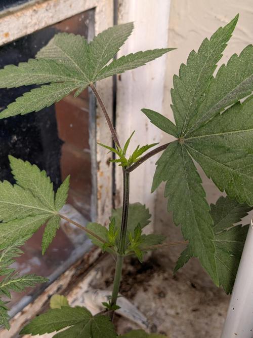 Khalifa Genetica Purple FreakShow. Week 7
